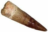Fossil Spinosaurus Tooth - Real Dinosaur Tooth #355761-1